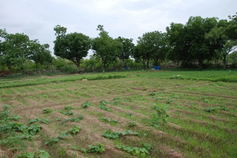 main monsoon veggie area 1200